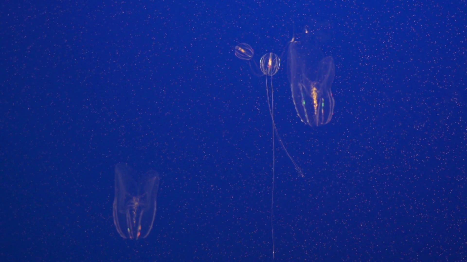 Monterey Bay Aquarium Ocean Jellies Warty Comb Jelly jellyfish Stock