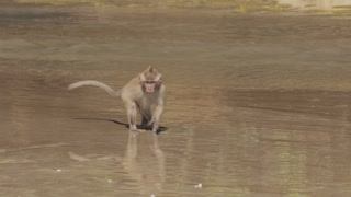 Wild Javanese Macaque Monkeys at Pangandaran Beach Nature Preserve