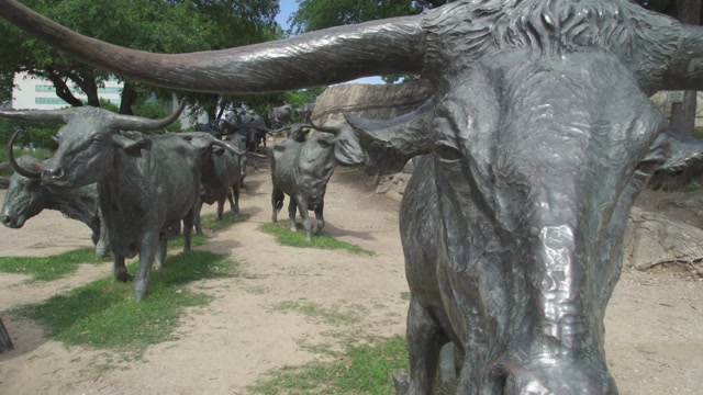 Dallas | Animals stock footage - Storyblocks