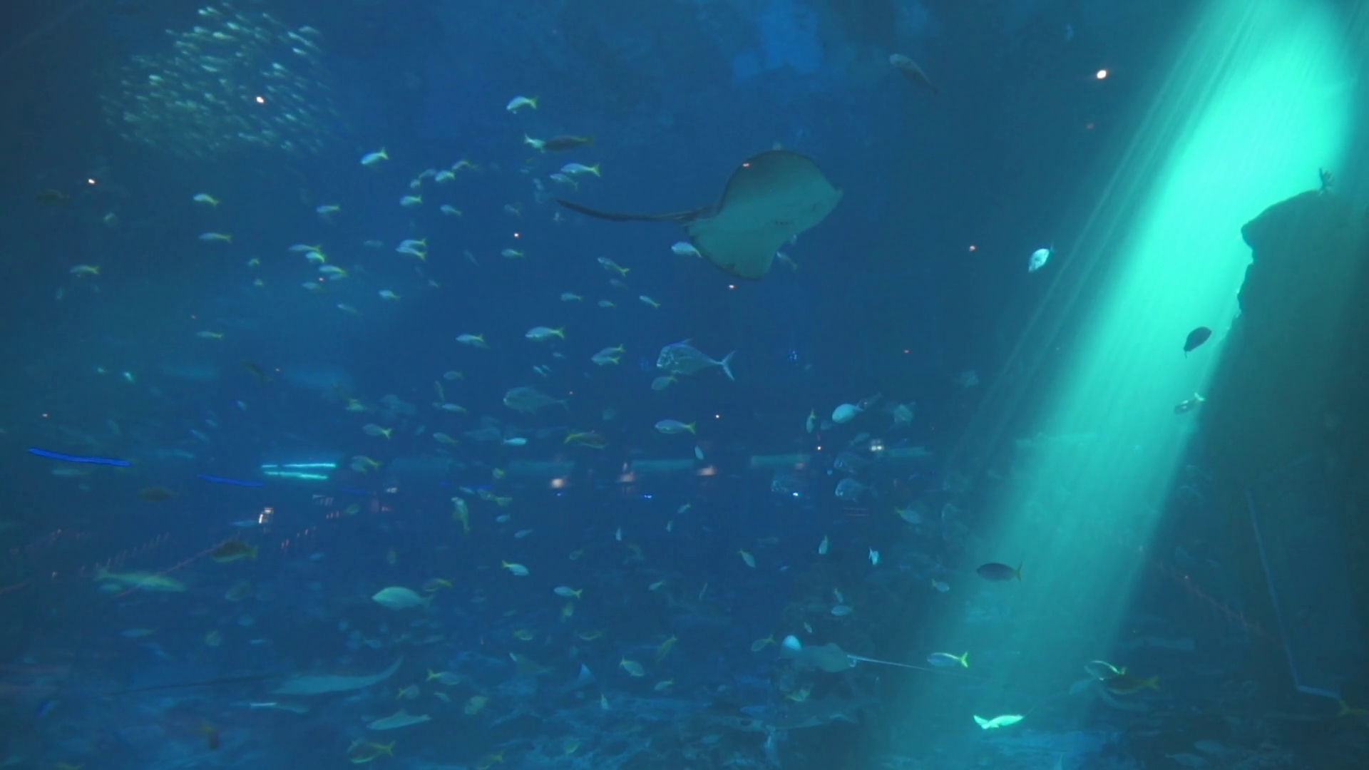 S E A Aquarium Resorts World Sentosa Singapore Marine Life Fish Sea Animals Ocean Conservation Oceanarium Southeast Asian Stock Video Footage Storyblocks