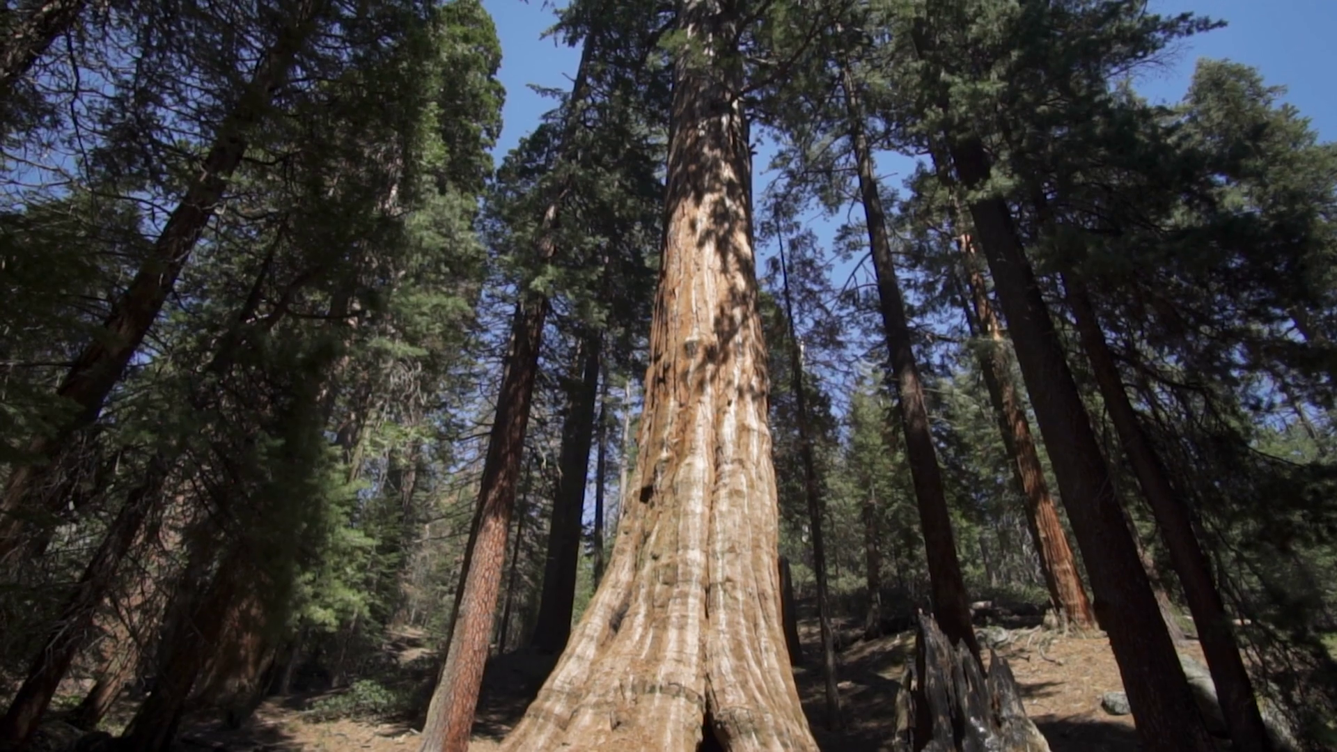 The General Sherman Colossal Giant Tree Stock Footage SBV-348529046 ...