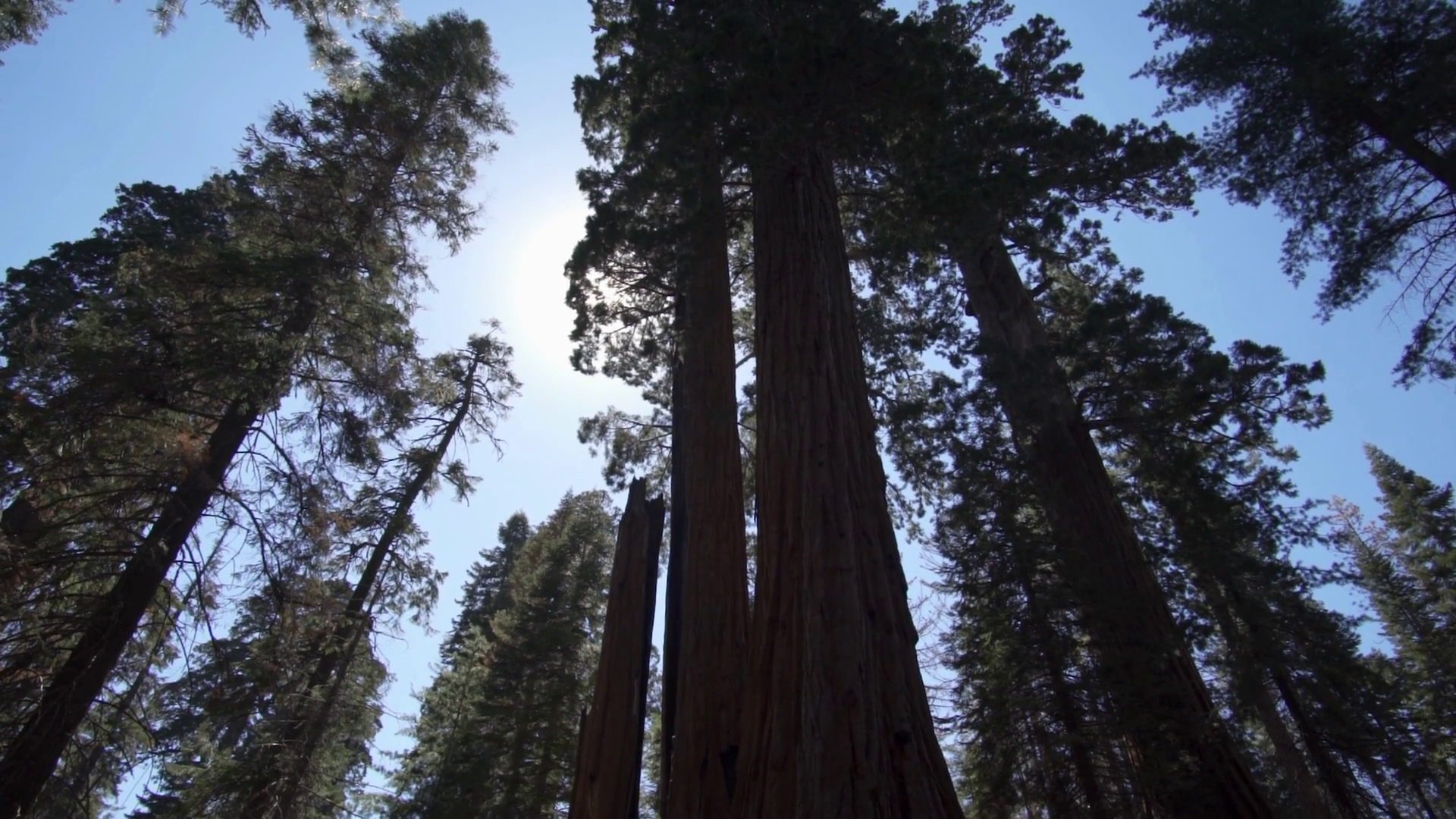 The General Sherman Colossal Giant Tree Stock Footage SBV-348529066 ...