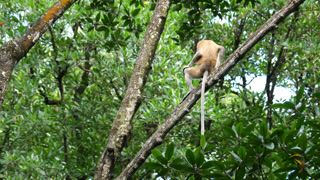 proboscis monkey moving on the tree. selective focus.