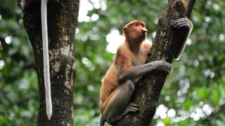 Selective focus proboscis monkey in the wild, sitting on tree, at mangrove forest at Tarakan, Indonesia. Proboscis monkey foraging at mangrove forest. Wild nature stock footage.