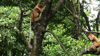 proboscis monkey moving on the tree. selective focus.