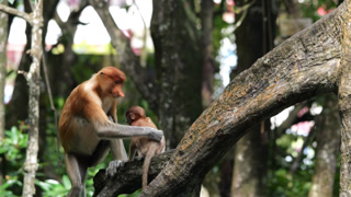Baby and female proboscis monkey sitting on tree.