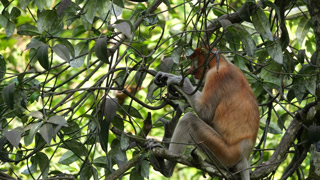 proboscis monkey in the wild, sitting and eating at mangrove leaves at Tarakan, Indonesia. Proboscis monkey foraging at mangrove forest. Wild nature stock footage