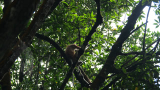 Selective focus proboscis monkey in the wild, sitting on tree, at mangrove forest at Tarakan, Indonesia. Proboscis monkey foraging at mangrove forest. Wild nature stock footage.