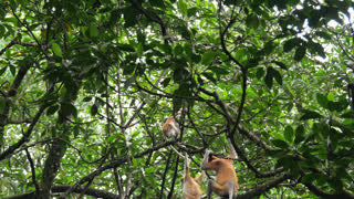 proboscis monkey moving on the tree. selective focus.