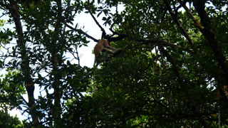 proboscis monkey moving  on the tree. selective focus.