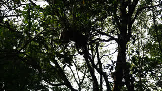 proboscis monkey moving on the tree. selective focus.