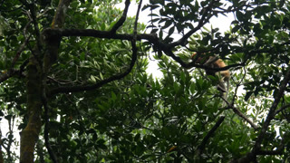 proboscis monkey moving on the tree. selective focus.