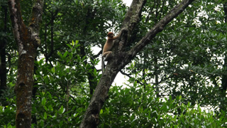 proboscis monkey moving on the tree. selective focus.