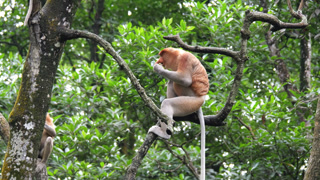 Alpha male proboscis monkey moving on the tree.