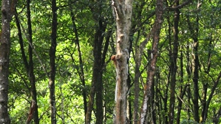 Female proboscis monkey climbing down on the mangrove tree.