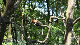 Proboscis monkey Nasalis larvatus on a tree in Tarakan mangrove forest Indonesia