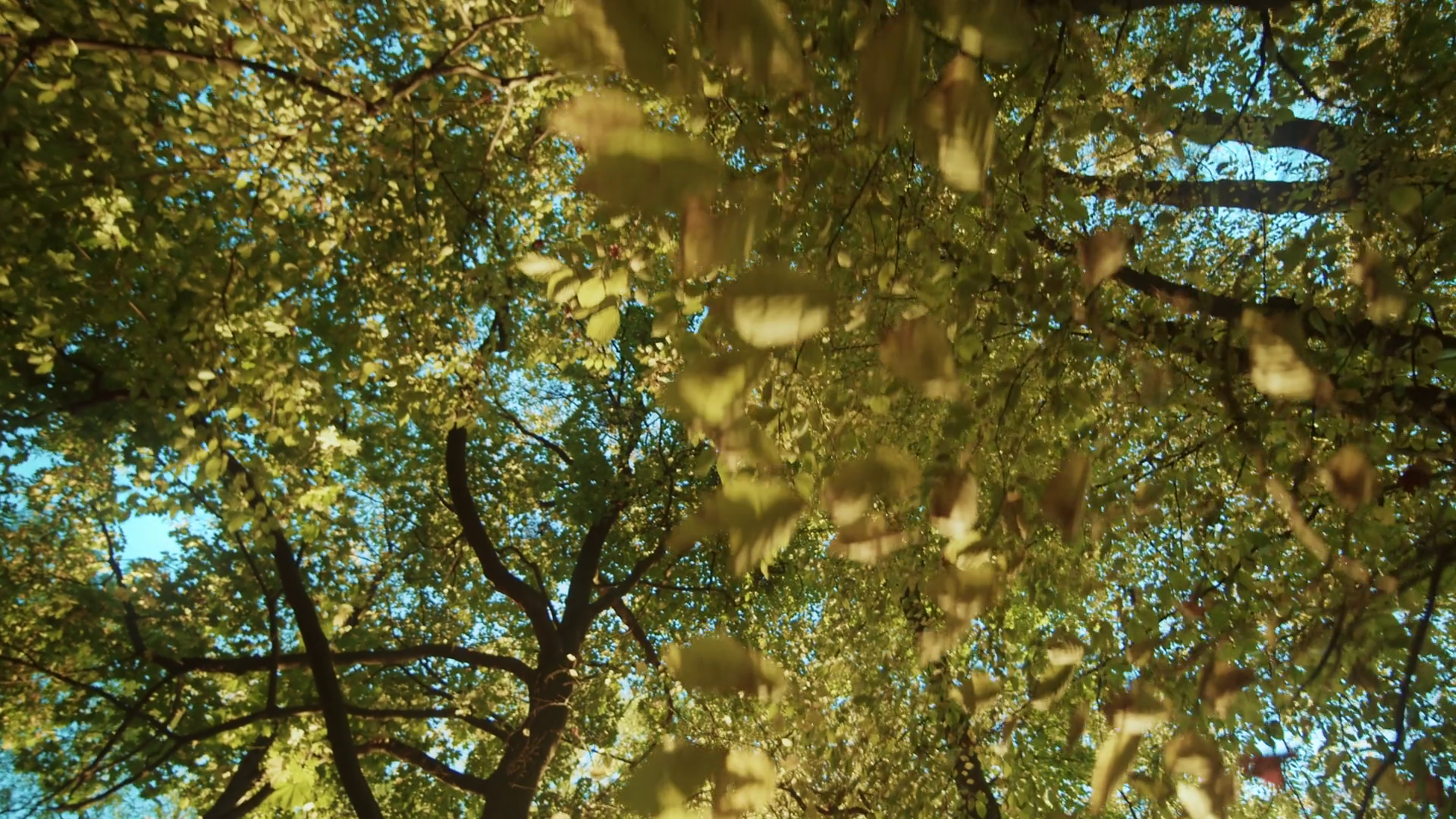 View From Below Of Wonderful Trees With Stock Footage SBV-352719696 ...