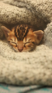 Content kitten resting peacefully in fabric folds, Serene small cat nestled in plush covering with closed eyes