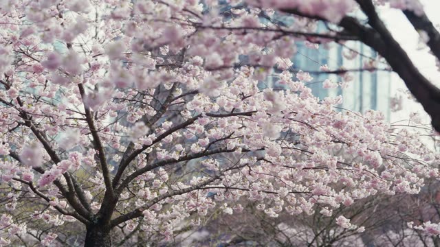 Raw Film Stock Footage: Royalty-Free Video Clips - Storyblocks