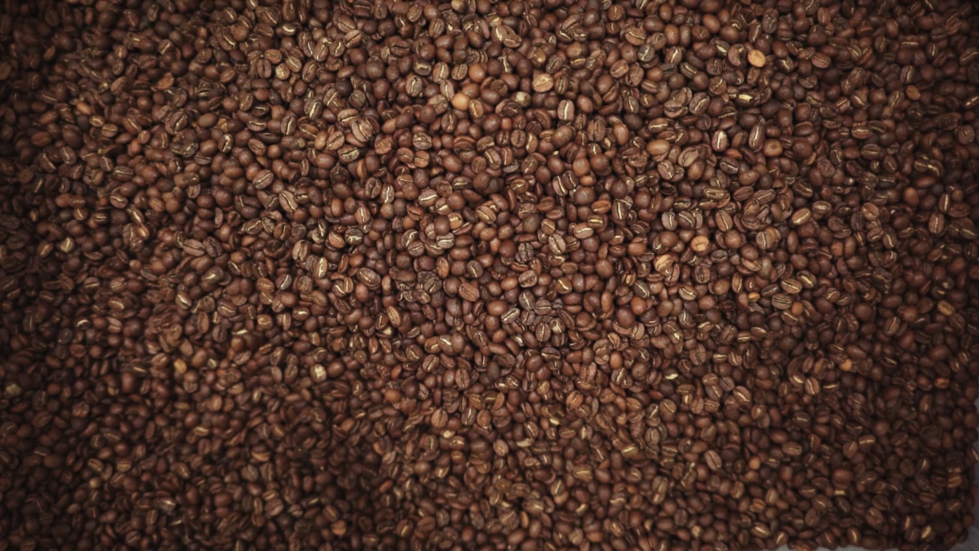 Process of pouring of freshly roasted coffee beans on the top of a big