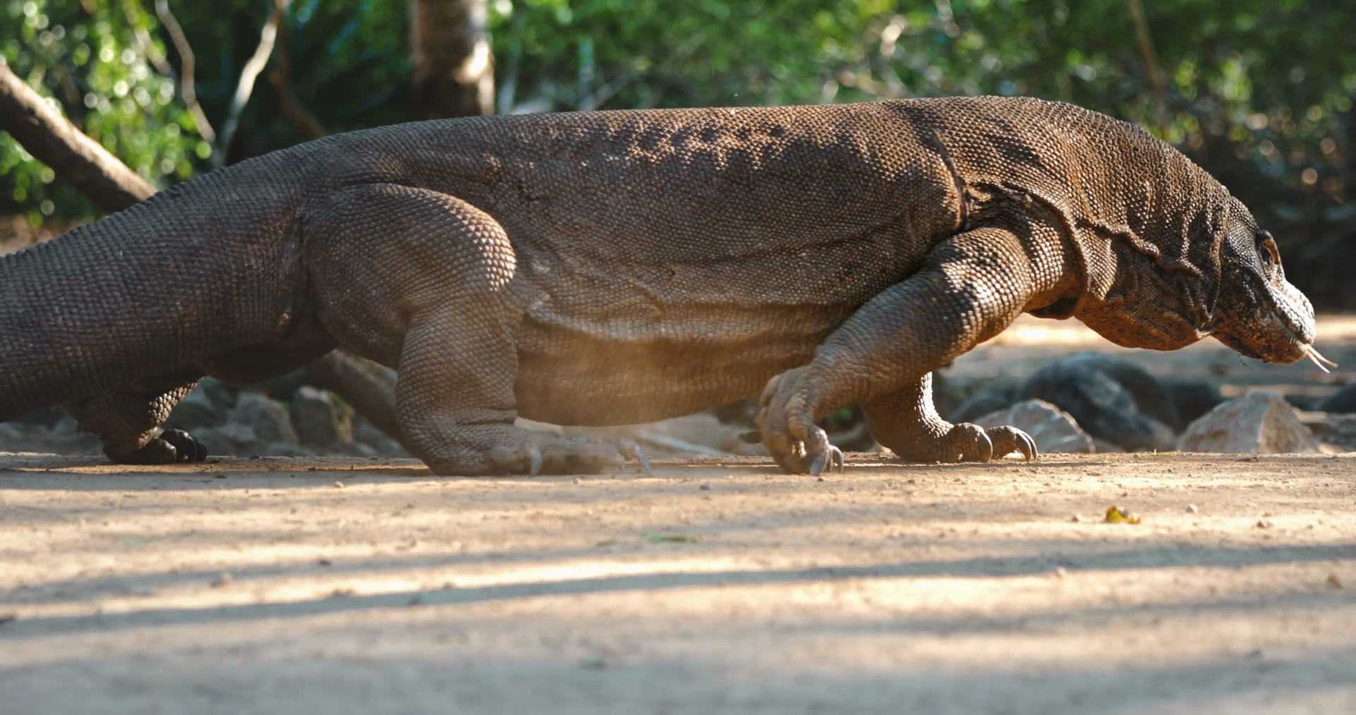 Large Komodo Dragon Walking On Sand In Stock Footage SBV-352599338 ...