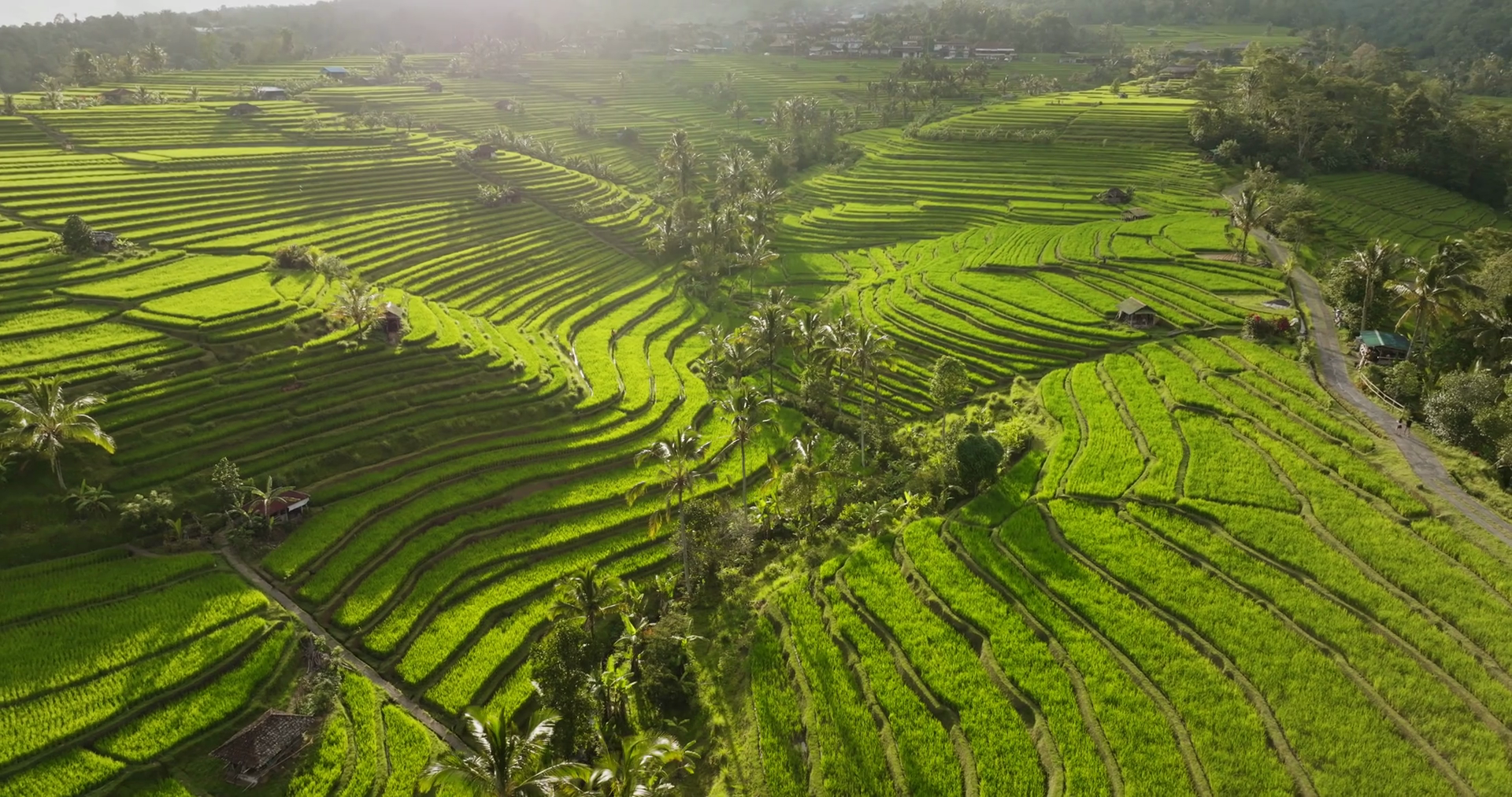 Bali Island Iconic Rice Terraces Forming Stock Footage SBV-353242162 ...