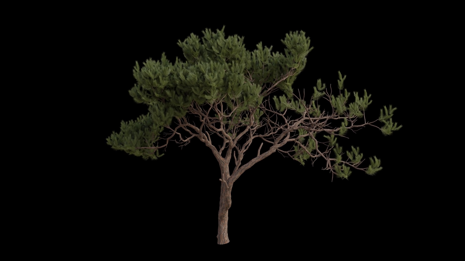 Maritime Pine Tree Blowing In Wind Wind Stock Motion Graphics SBV ...