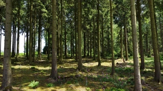 Hurtgenwald, Where The Battle of Hurtgen Forest during World War II in1944 in the vicinity of Aachen. Germany. Aerial video.