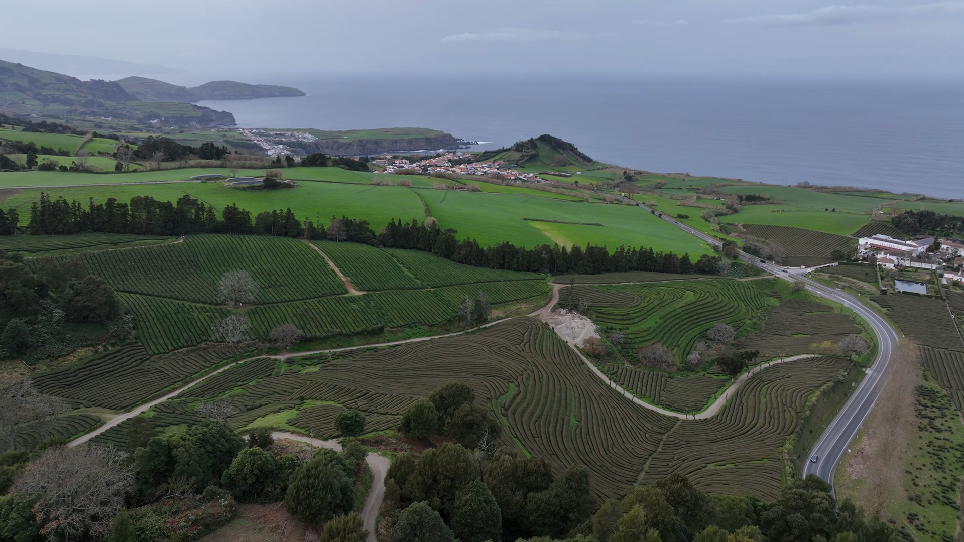 Tea Plantations In Azores Atalantic Ocean Stock Footage SBV-353720671 ...