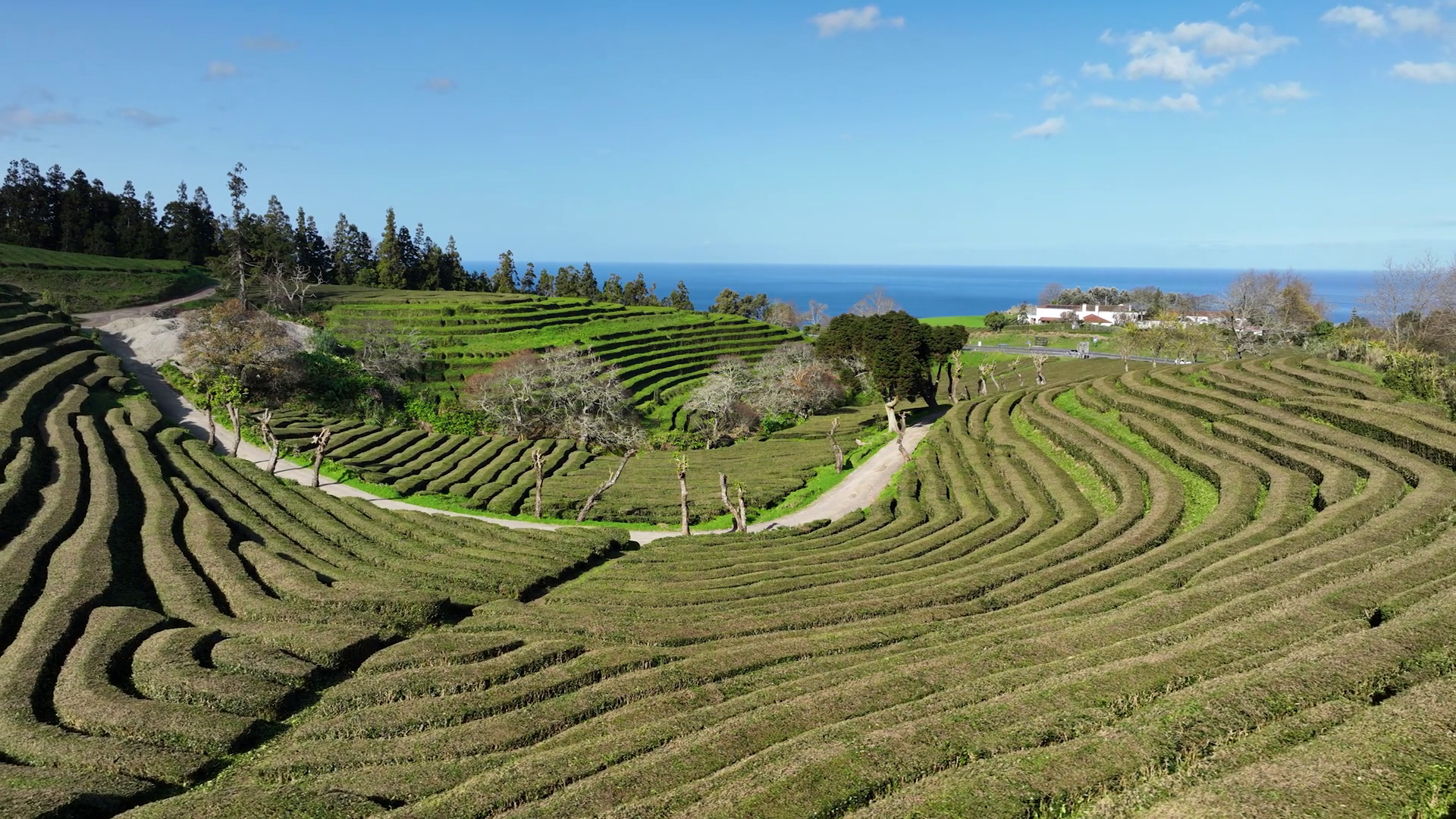 Tea Plantation In Sao Miguel Azores Portugal Stock Footage SBV ...