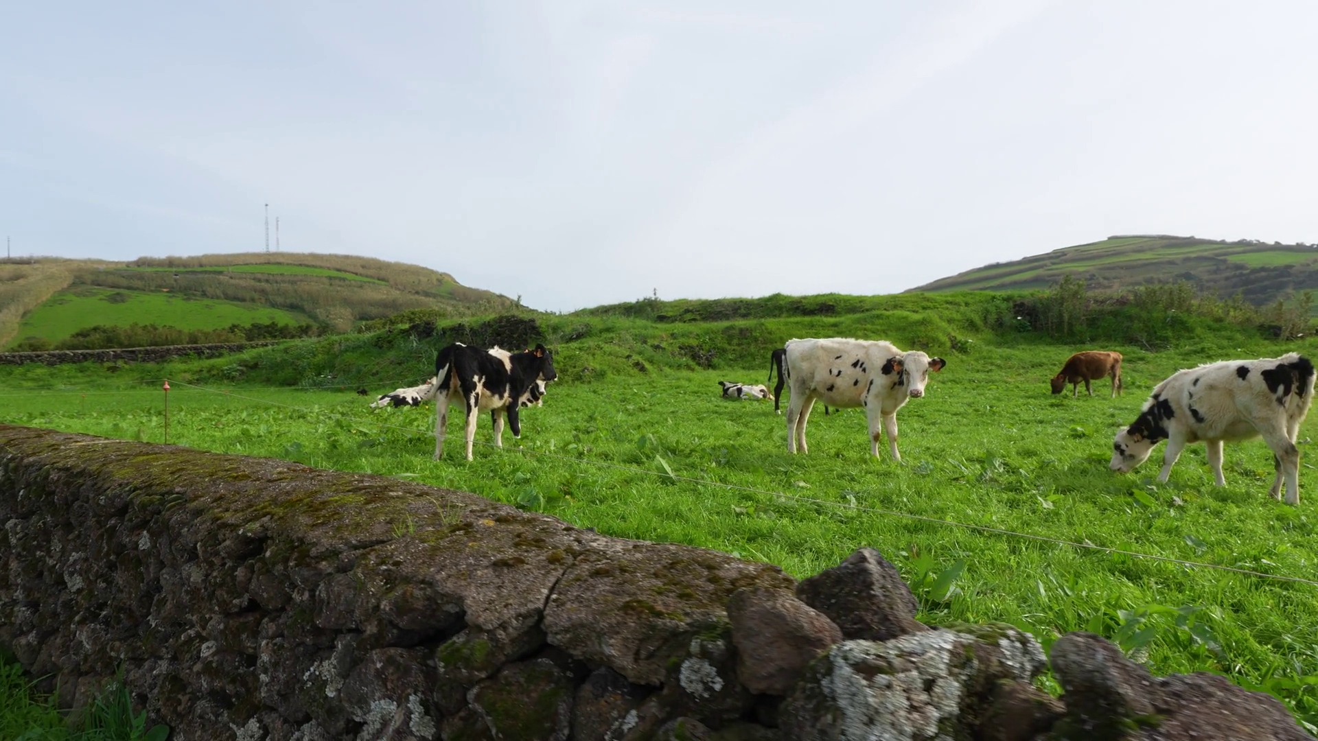 Grazing Cows On Azores Island Agricultural Stock Footage SBV-351737516 ...