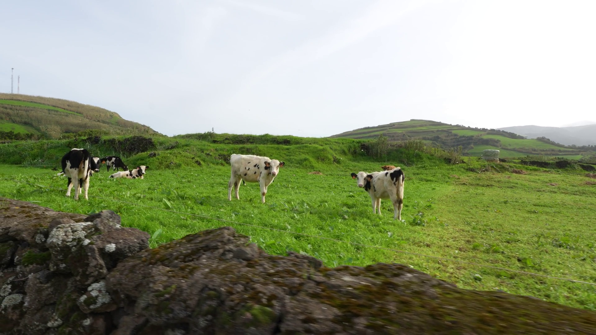 Grazing Cows On Azores Island Agricultural Stock Footage SBV-351750660 ...