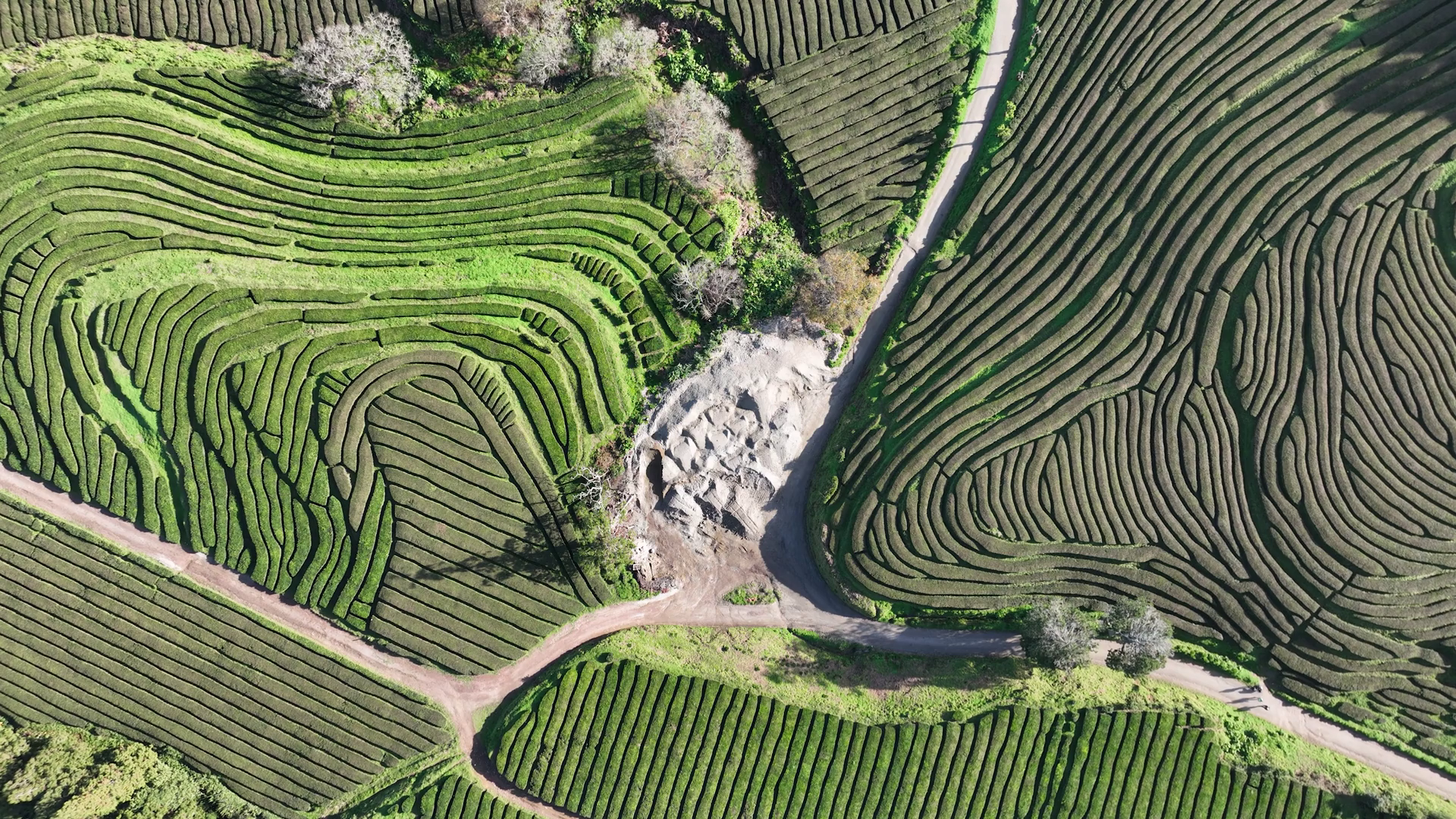 Tea Plantation At Azores Sao Miguel Portugal Stock Footage SBV ...