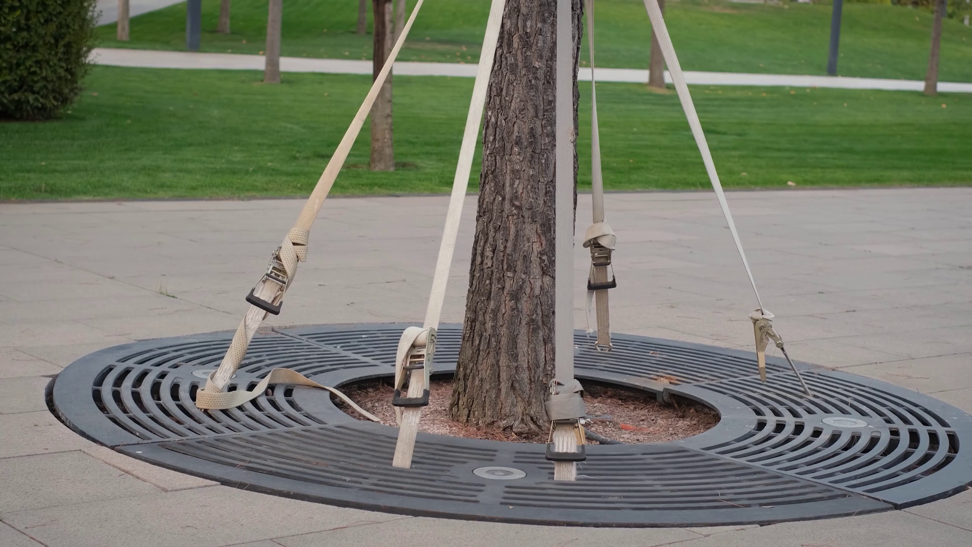 Rope Supports Holding Tree Trunk In Vertical Stock Footage SBV ...