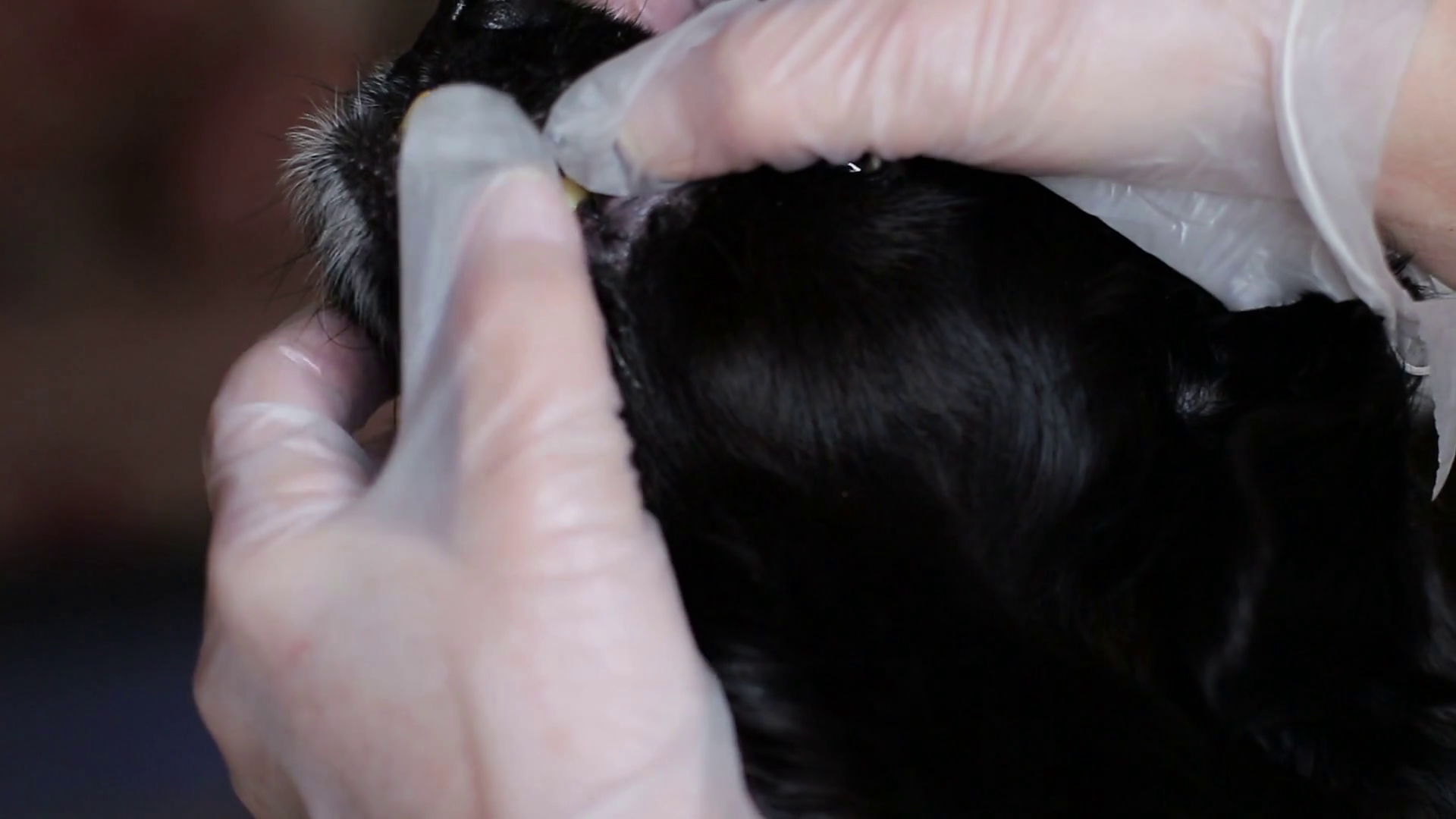 Dog with gum disease and tooth decay at the veterinarian at the