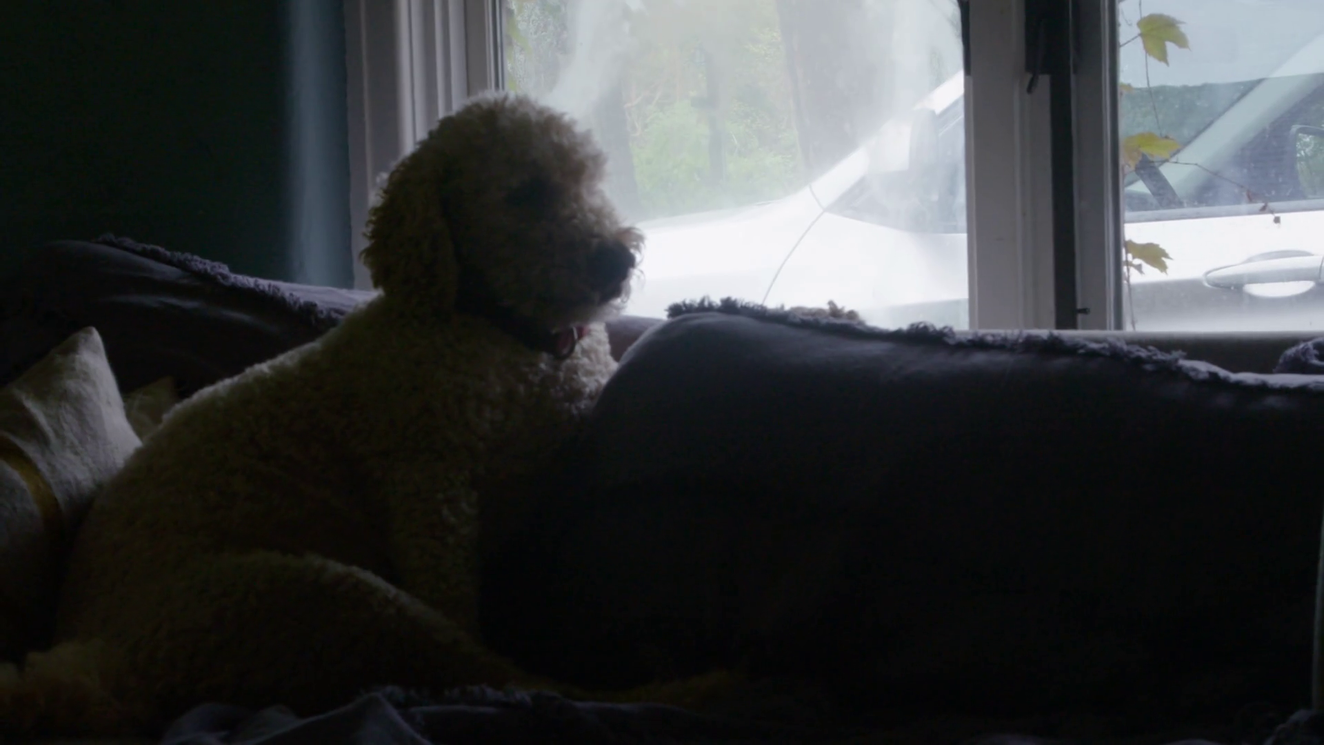 Silhouetted Labradoodle Dog Keeps Watch Out Stock Footage SBV347451977 Storyblocks