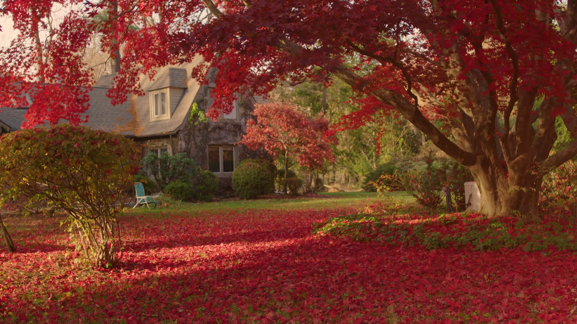Home scene: Red vibrant leaves from a circle around a maple tree in