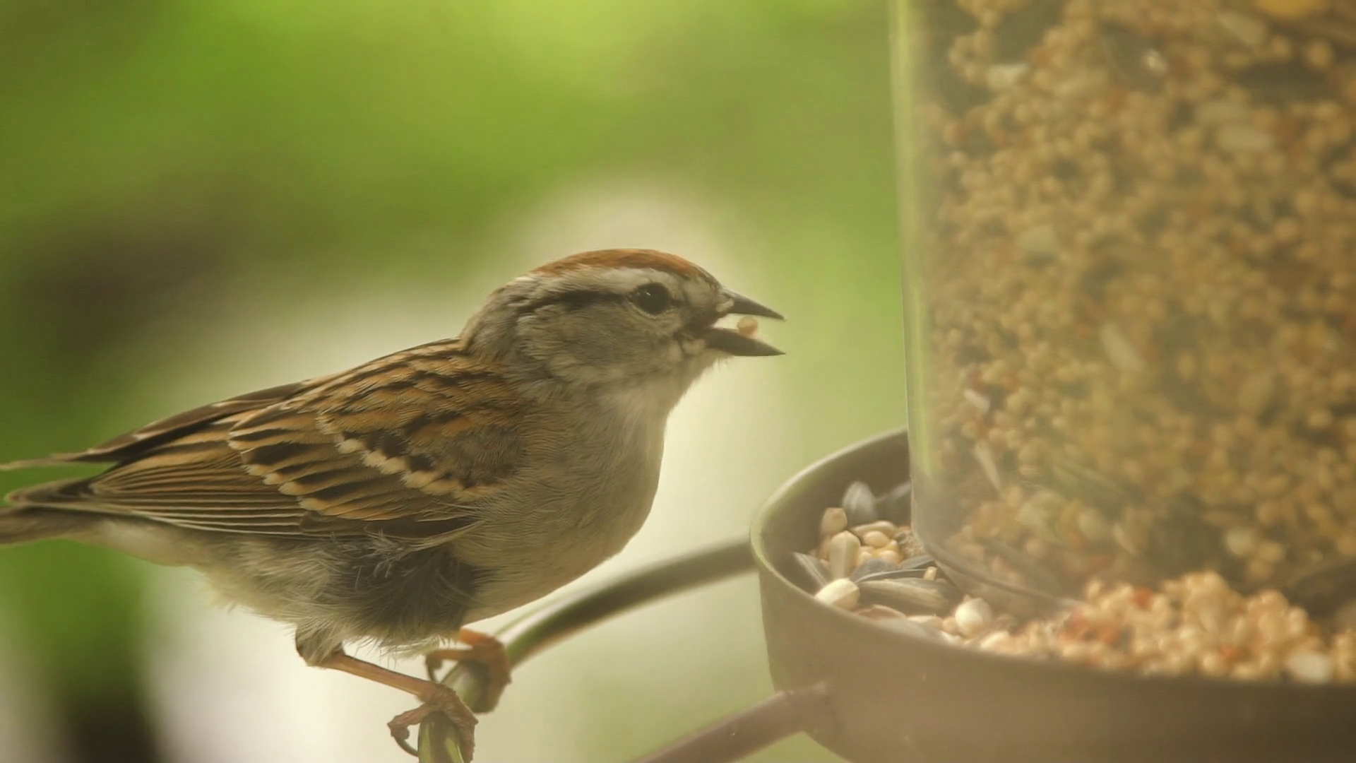 House Sparrow Eats From Bird Feeder Slow Stock Footage SBV324623826