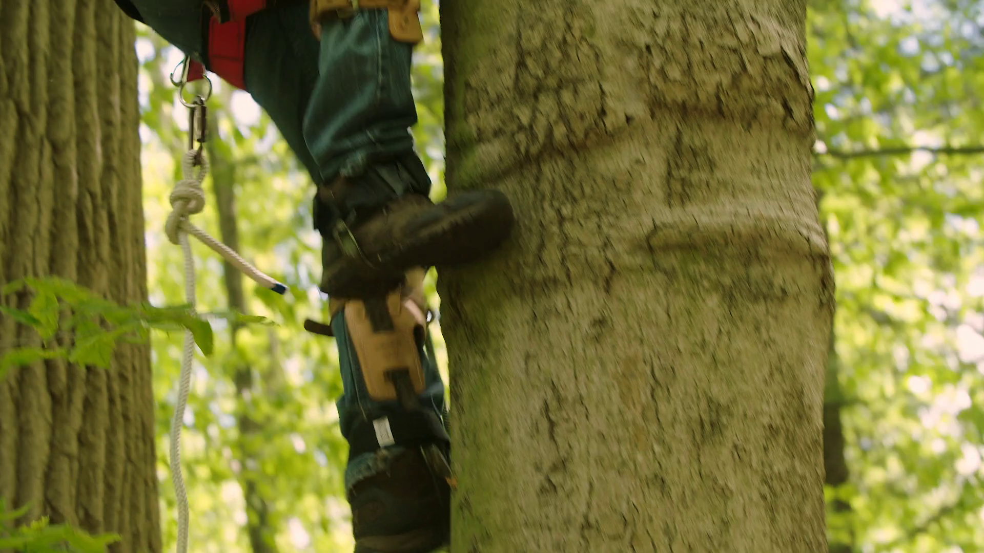 Man Wearing Spikes / Spurs Tree Climbing Stock Footage SBV337746839