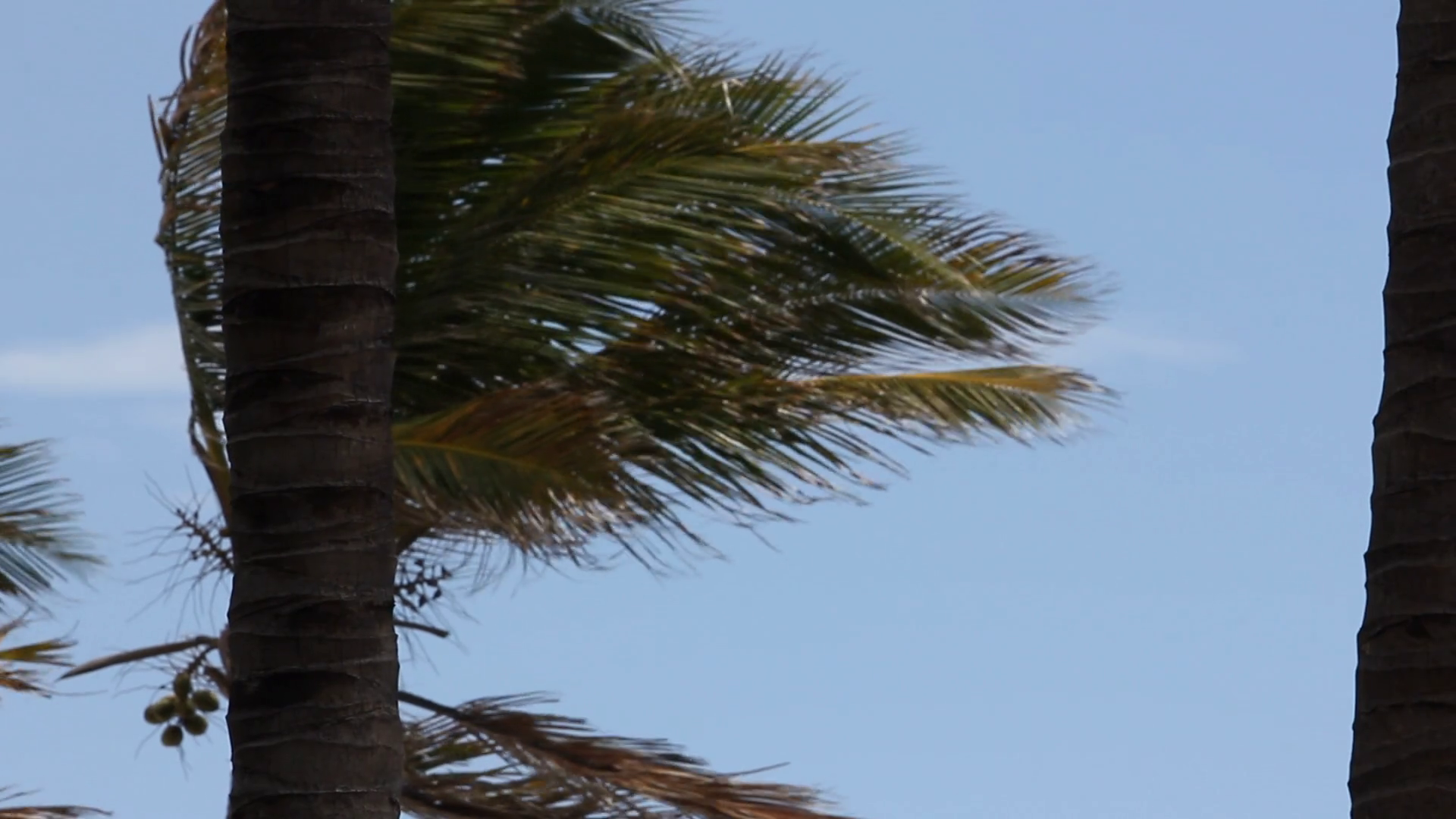 Palm Trees blow and sway from a strong Ocean Wind Stock Video Footage 0011 SBV324552411