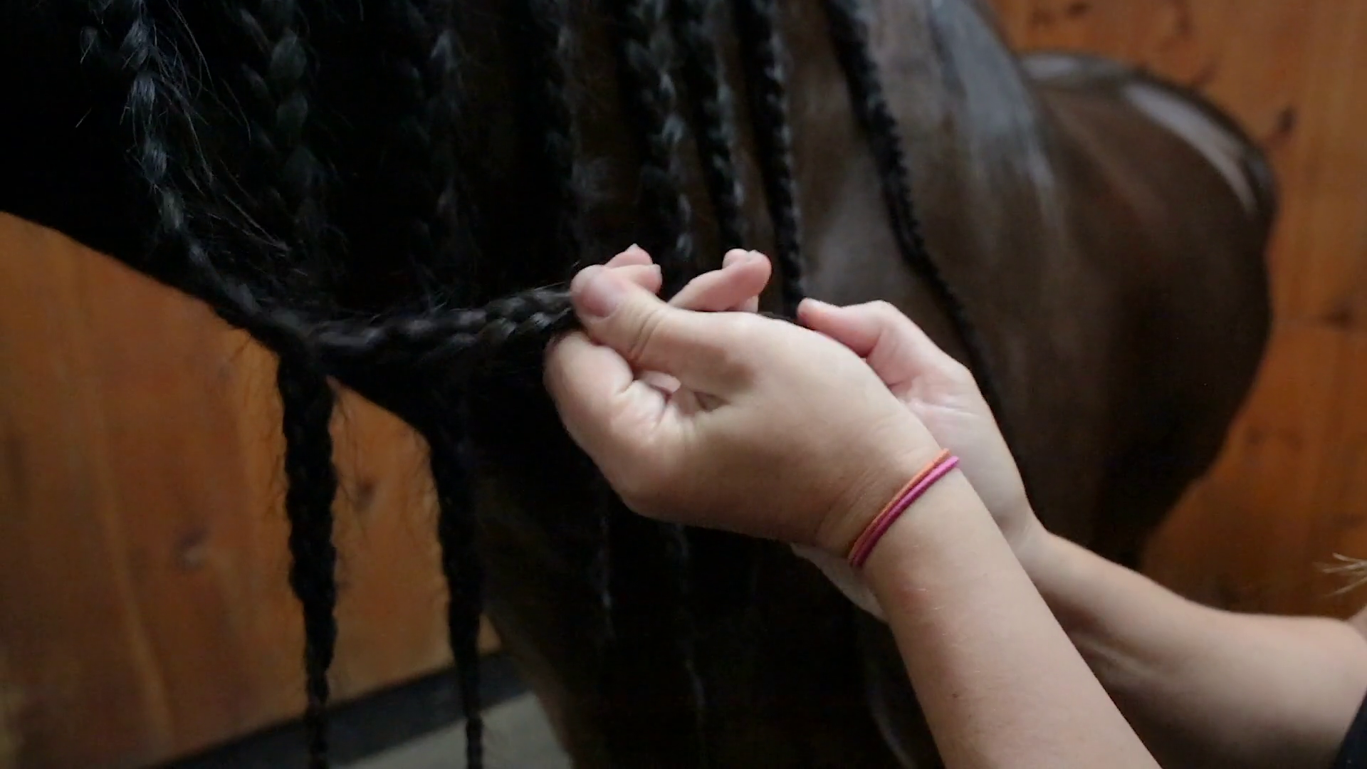 Young Woman's Hands In Horse Stable Work On Stock Footage SBV337994617