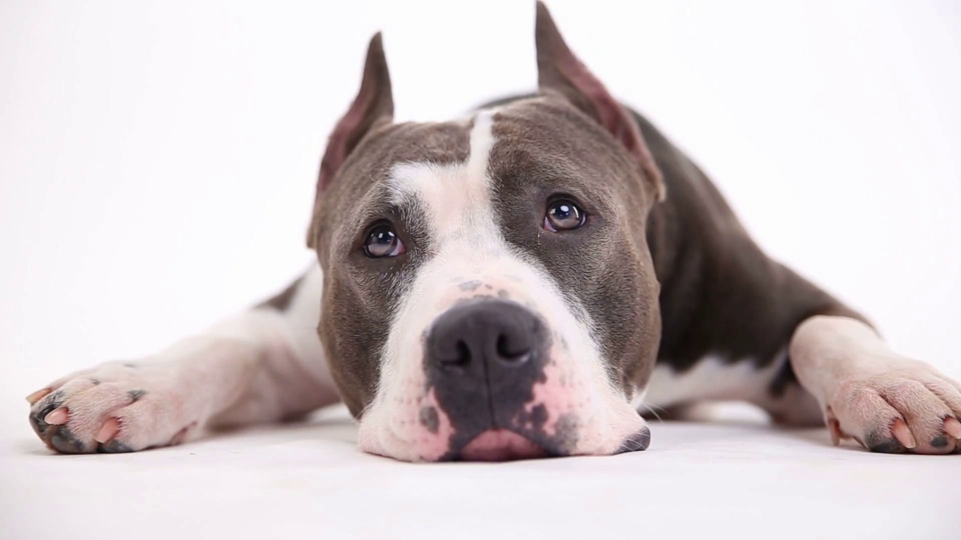 American pit bull terrier lies on a white background in studio Stock