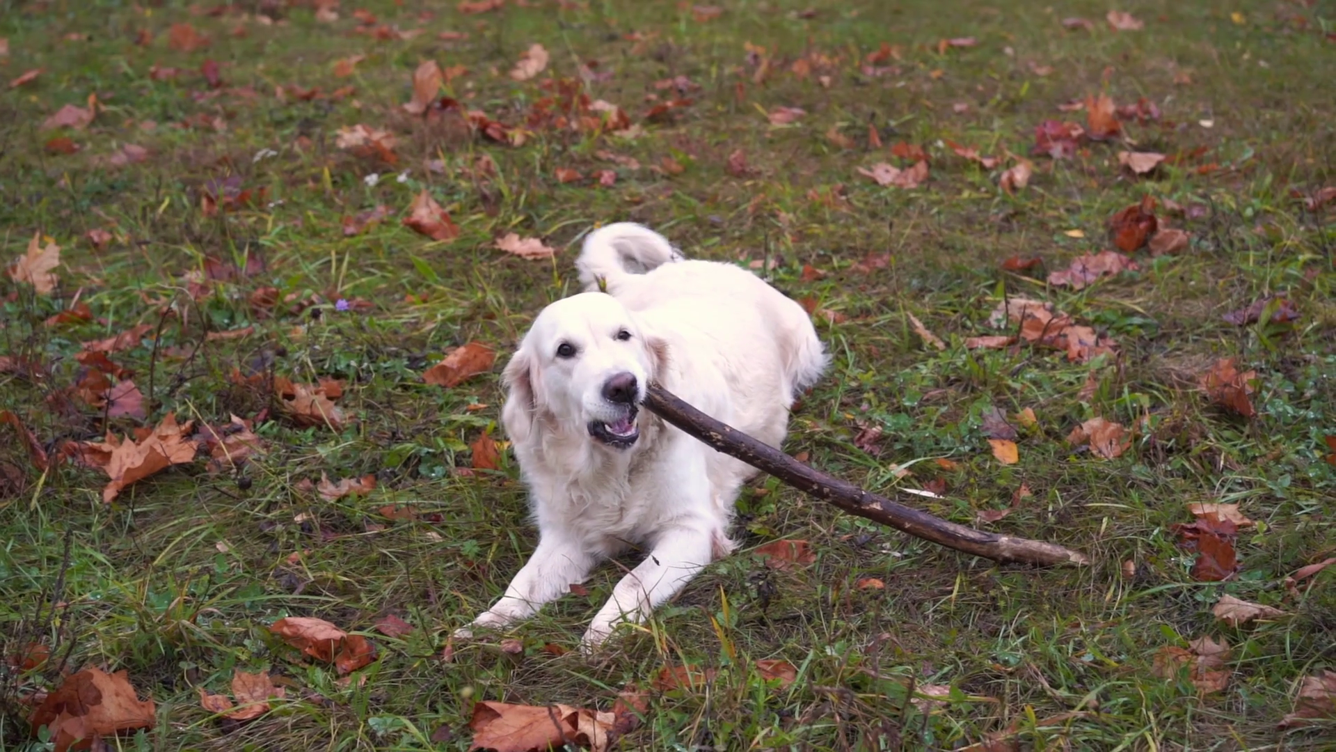 Dog Golden Retriever Chews Stick In Autumn Stock Footage SBV328440441 Storyblocks