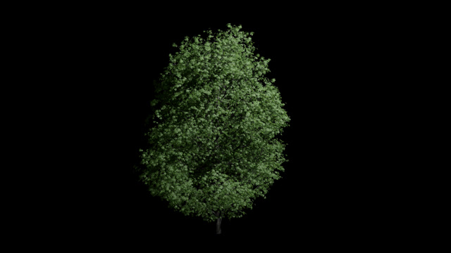 Tree Growing Animation Stock Footage: Royalty-Free Video Clips ...
