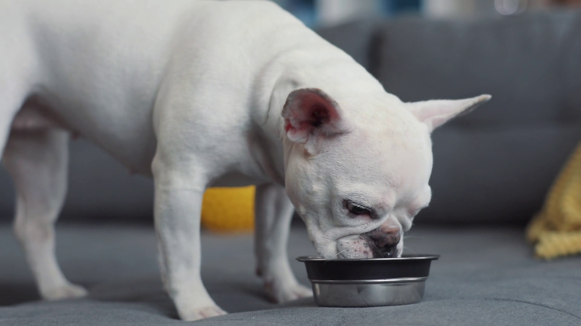 Cute French Bulldog Eating From Bowl On Stock Footage SBV-351831670 ...