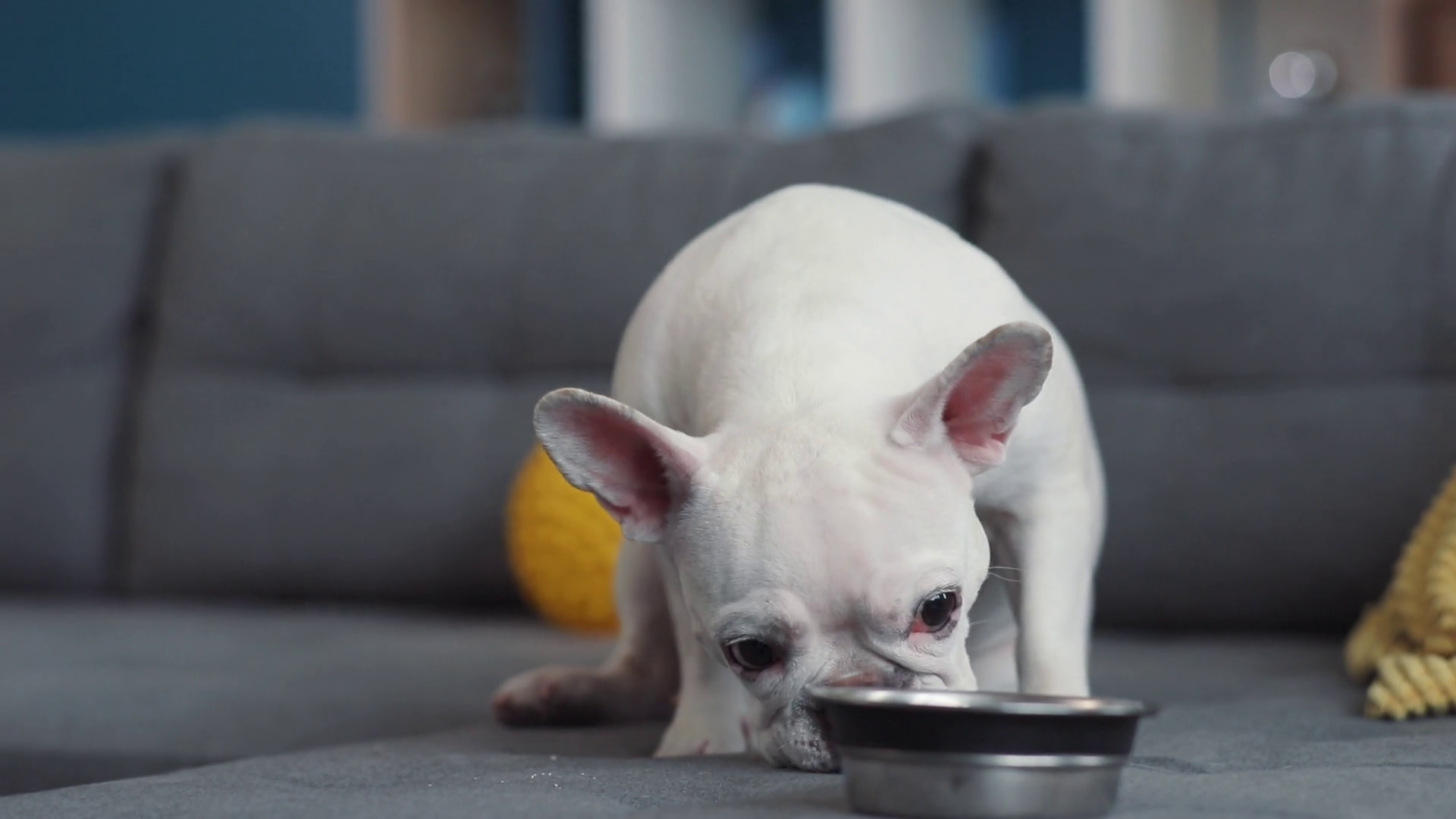 Happy French Bulldog Eating From Bowl On Stock Footage SBV-351846831 ...