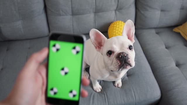Dog Green Screen | Technology stock footage - Storyblocks