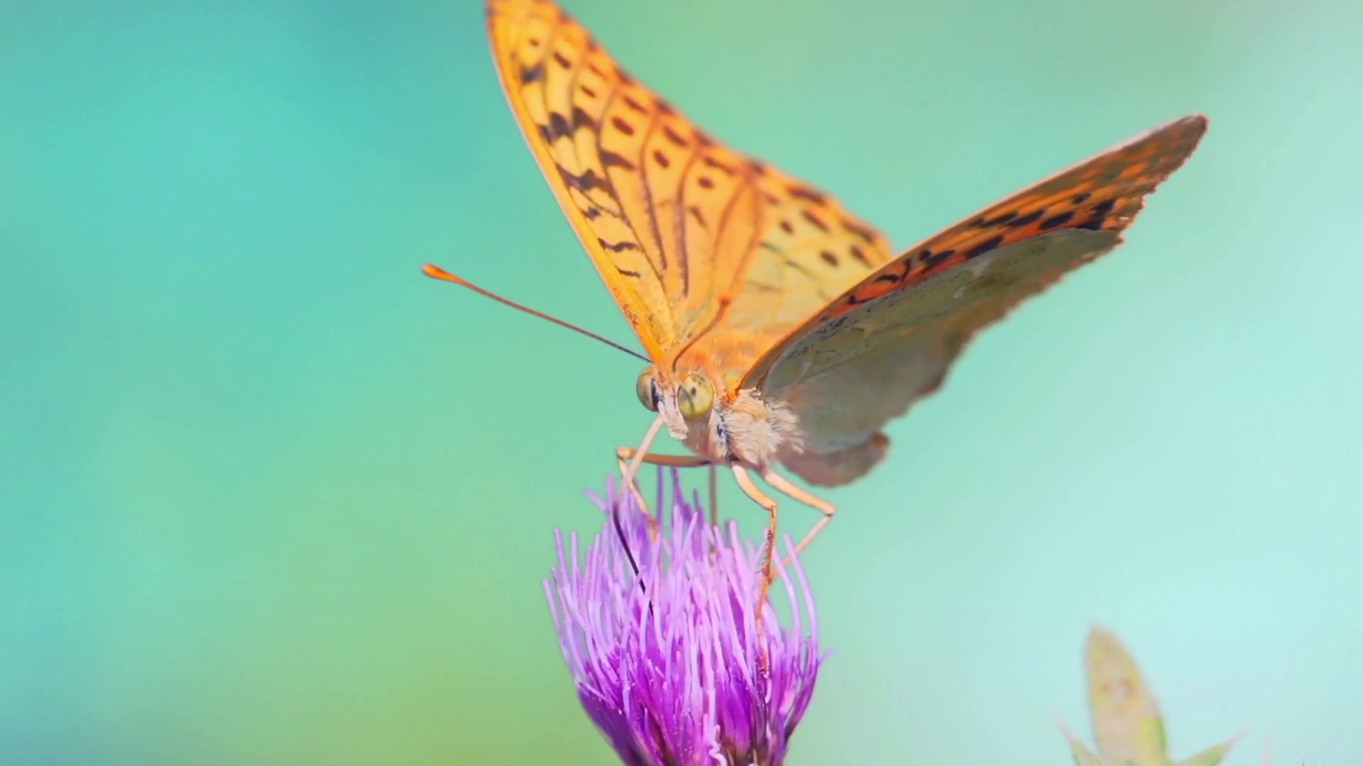 Butterfly On Flowers Extracts Nectar Flies Stock Footage SBV301939225