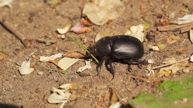 Earwig Under A Microscope Stock Footage: Royalty-Free Video Clips ...