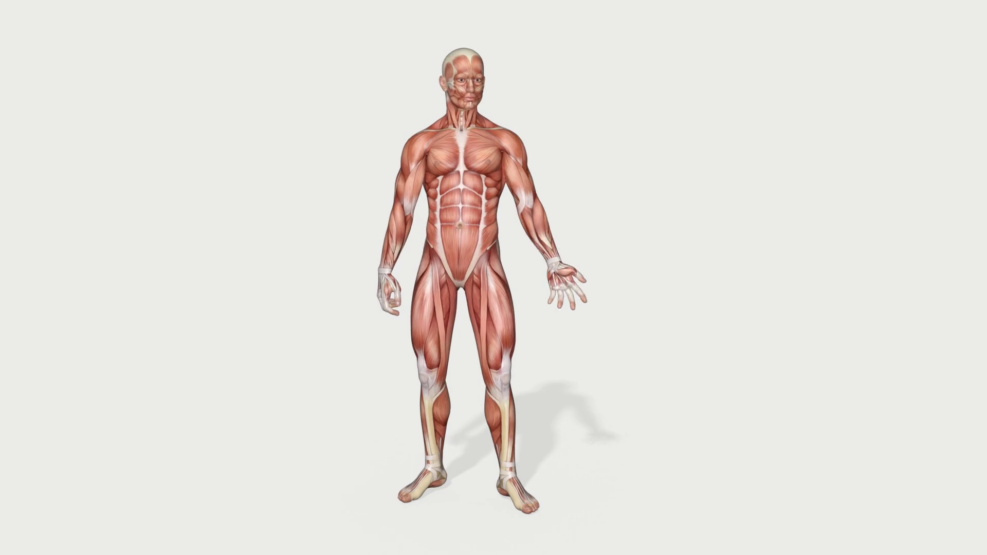 The Anatomical Character In Muscles Examines Stock Motion Graphics SBV ...